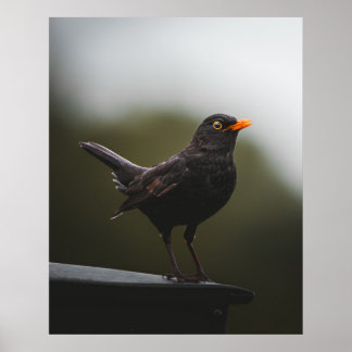 Elegance of the Common Blackbird Fine Art Poster