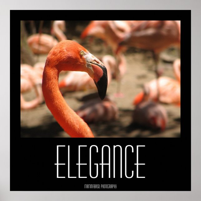 Elegance Poster! Poster (Framsidan)