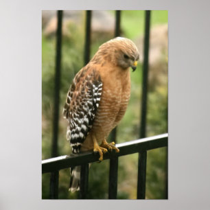 "Elegance" Red ShoulderHawk Poster