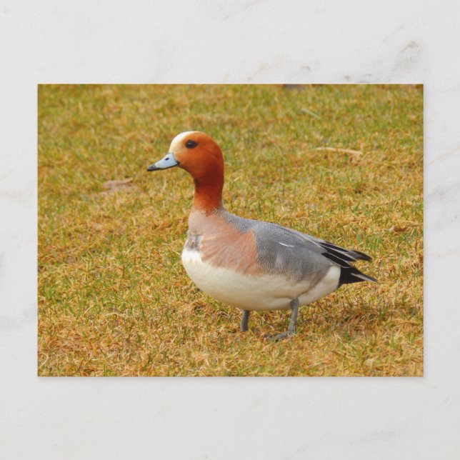 Elegance Vykort (Framsida)