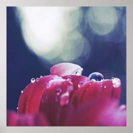 Elegant Abstrakt Regndroppar på Rosa Flower Petals Poster