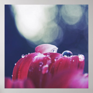 Elegant Abstrakt Regndroppar på Rosa Flower Petals Poster