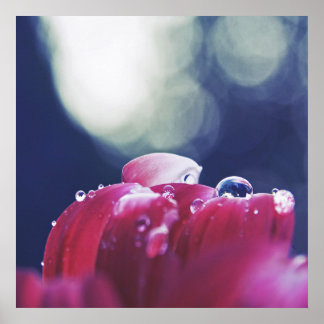 Elegant Abstrakt Regndroppar på Rosa Flower Petals Poster