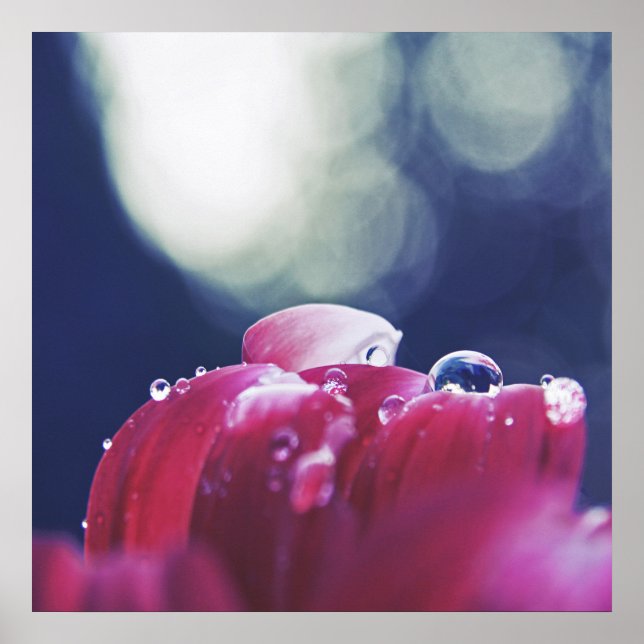 Elegant Abstrakt Regndroppar på Rosa Flower Petals Poster (Framsidan)