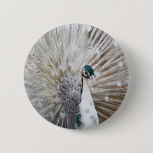 Elegant Albino Peacock Knapp