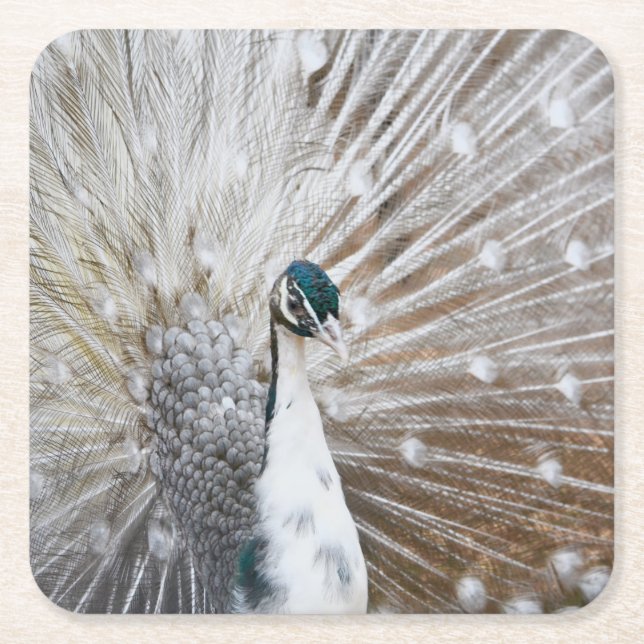 Elegant Albino Peacock Underlägg Papper Kvadrat (Framsidan)