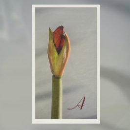Elegant Amaryllis Bud Minimalist Pappersservett