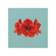 Elegant amaryllisblomma – Botanisk blomning