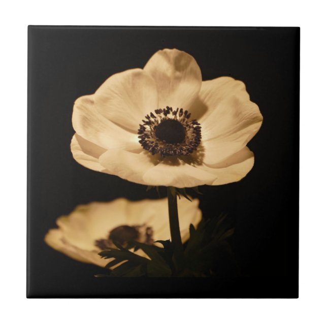 Elegant Anemone Flower Black Kakelplatta (Framsidan)