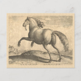 Elegant Antique Engrave of Spain Horse Flygblad