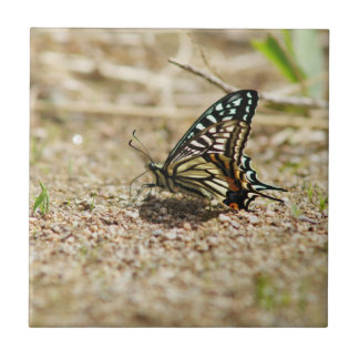 Elegant Asian Swallowtail Butterfly - Detailed Mac Kakelplatta