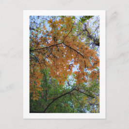 Elegant Autumn Holiday Postcard Helg Vykort