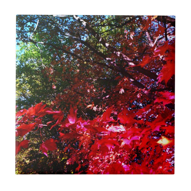 Elegant Autumn träd red rosa löv Kakelplatta (Framsidan)