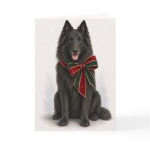 Elegant belgisk fårehund julkort