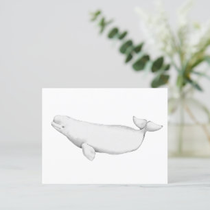 Elegant Beluga Whale Bok Illustration Vykort