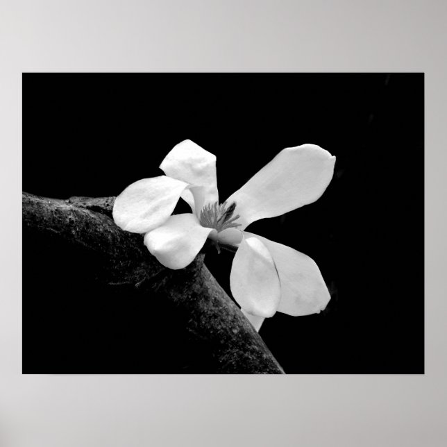 Elegant Black and White Magnolia Poster (Framsidan)