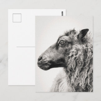 Elegant Black and White Sheep Profile Postcard Vykort