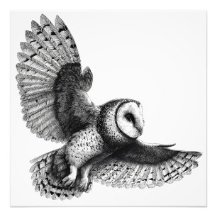 Elegant Black White Barn Uggla Illustration Fototryck