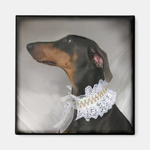 Elegant blåttDobermanPinscher Magnet