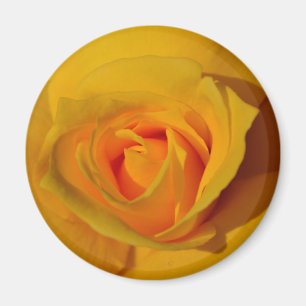 Elegant blommigt-blomman Gul ros Magnet