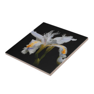 Elegant Blommigt Crested Shaga Japanska Iris Kakelplatta