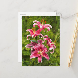 Elegant Blommigt Medley of Stargazer Oriental Lili Vykort