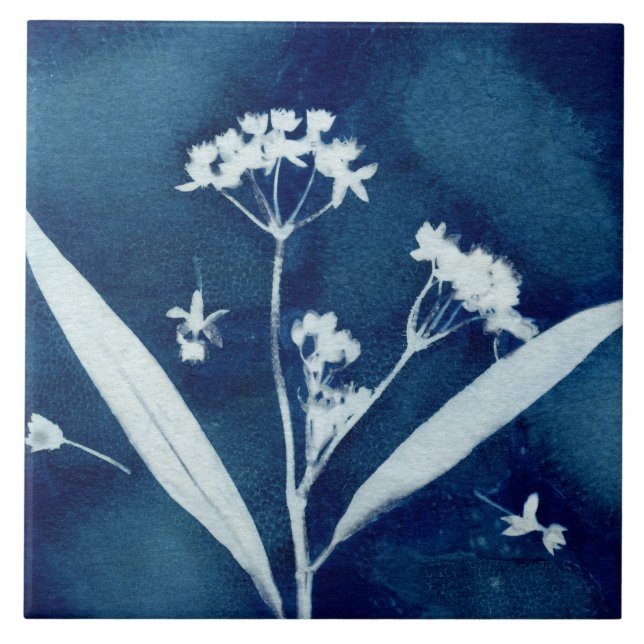 Elegant Blommigt Milkweed Cyanotype Kakelplatta (Framsidan)