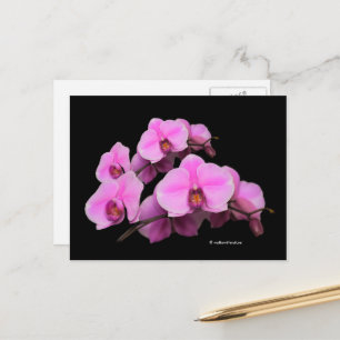 Elegant Blommigt Rosa Orchids Phalaenopsis on Blac Vykort