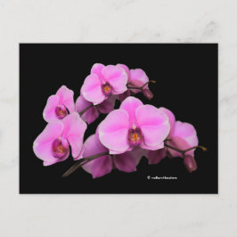 Elegant Blommigt Rosa Orchids Phalaenopsis on Blac Vykort