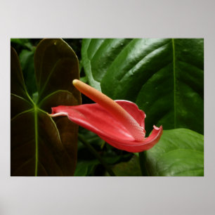 Elegant blomster Pink Calla Lily Poster