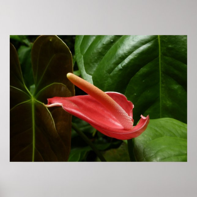Elegant blomster Pink Calla Lily Poster (Framsidan)