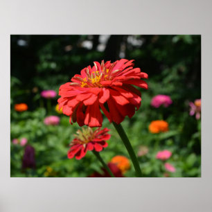 Elegant blomsterträdgård Red orange rosa blommor Poster