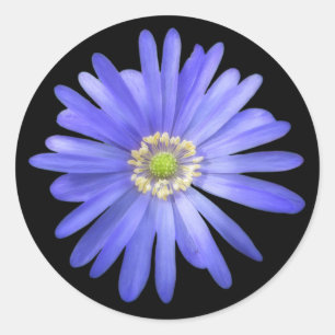 Elegant Blue Anemone Flower Runt Klistermärke