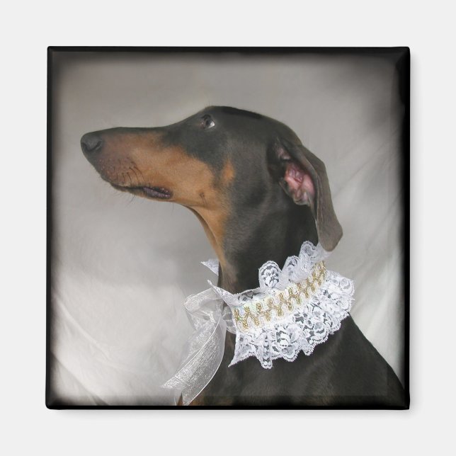 Elegant blue Doberman Pinscher Magnet (Framsidan)