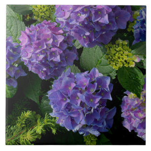 Elegant Blue lila magenta grönt blommigt hydrangea Kakelplatta