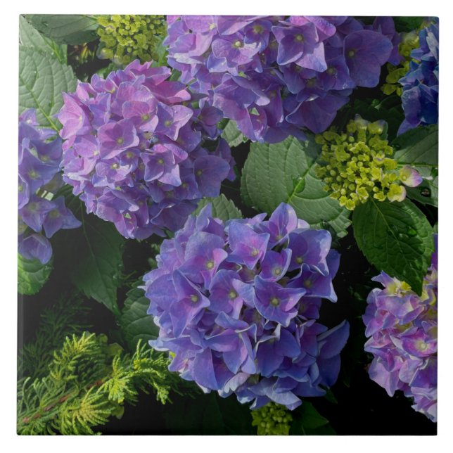 Elegant Blue lila magenta grönt blommigt hydrangea Kakelplatta (Framsidan)