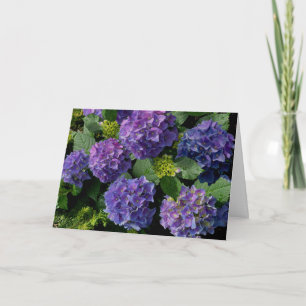 Elegant Blue lila magenta grönt blommigt hydrangea Kort