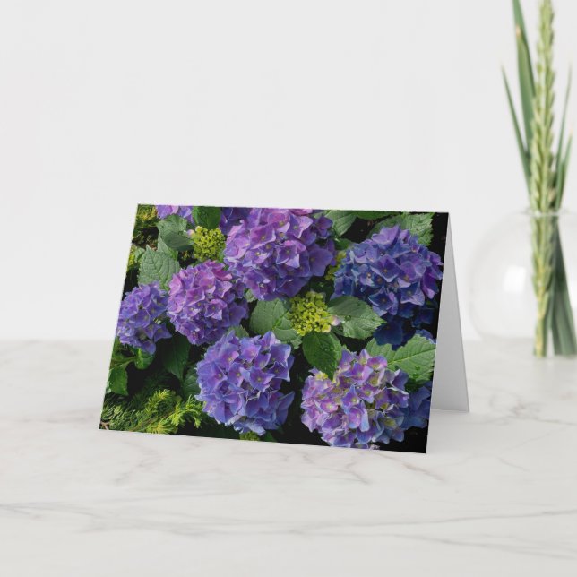 Elegant Blue lila magenta grönt blommigt hydrangea Kort (Framsida)