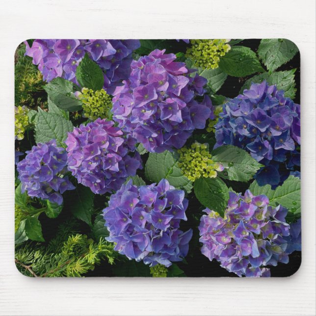 Elegant Blue lila magenta grönt blommigt hydrangea Musmatta (Framsidan)