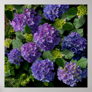 Elegant Blue lila magenta grönt blommigt hydrangea Poster