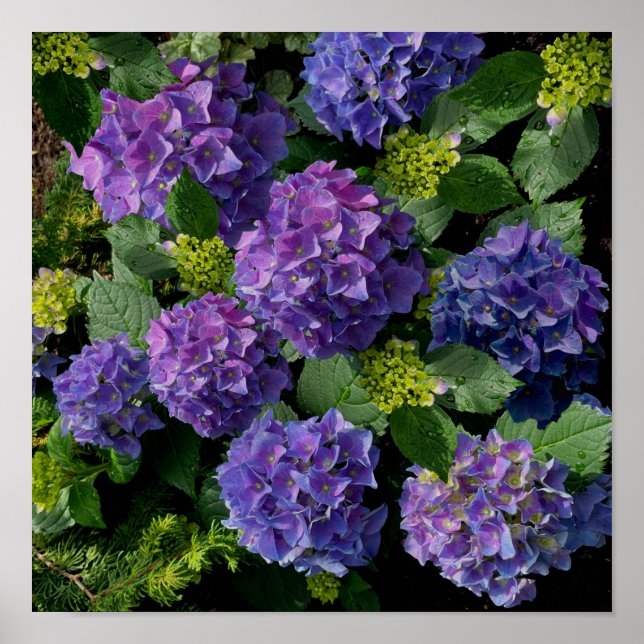 Elegant Blue lila magenta grönt blommigt hydrangea Poster (Framsidan)