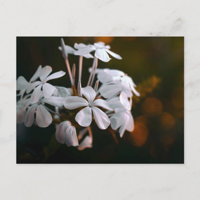 Elegant botanisk blomma vykort  (Framsida)