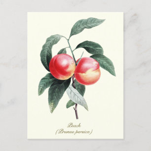 Elegant Botanisk Vintage persikofrukt Vykort