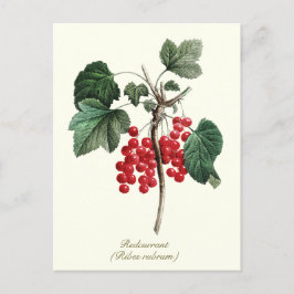 Elegant Botanisk Vintage: Rörvinbär Vykort