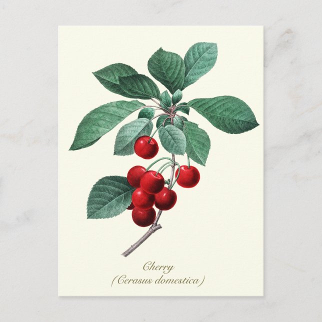 Elegant Botanisk Vintage Sötrött Cherry Fruit Vykort (Framsida)