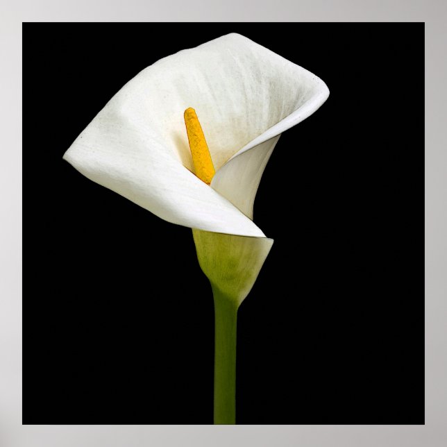 Elegant Cala Lily Poster (Framsidan)