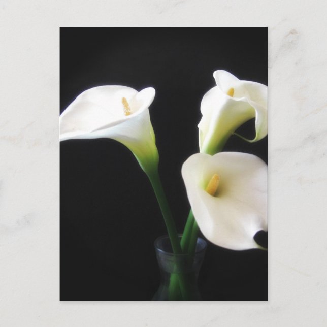 Elegant Calla Lily Flowers 12 Vykort (Framsida)