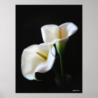 Elegant Calla Lily Flowers 13 Poster