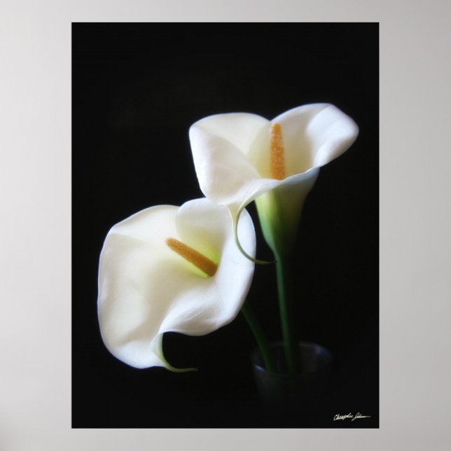Elegant Calla Lily Flowers 13 Poster (Framsidan)