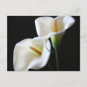 Elegant Calla Lily Flowers 13 Vykort